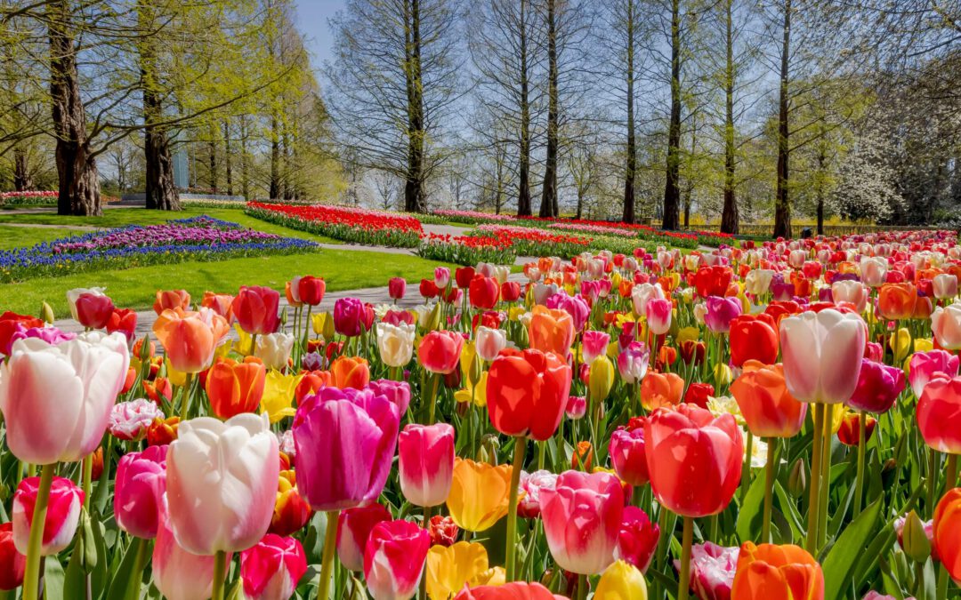 The Fascinating History of the Tulip Flower: Inspired by Nature’s Beauty